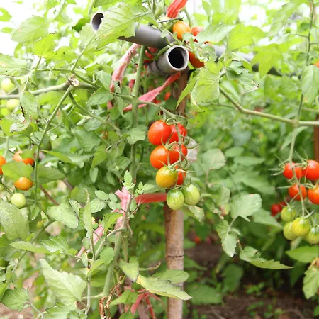 West Old House * Кеньдін