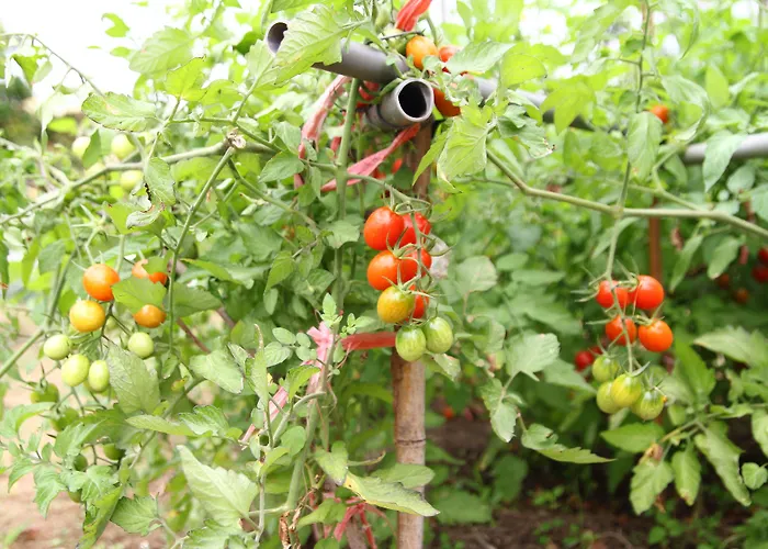 West Old House * 켄팅